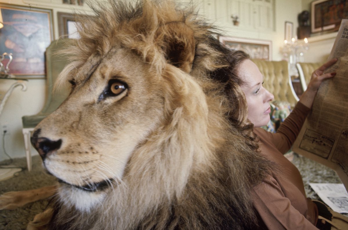 lion and Tippi Hedren in Roar