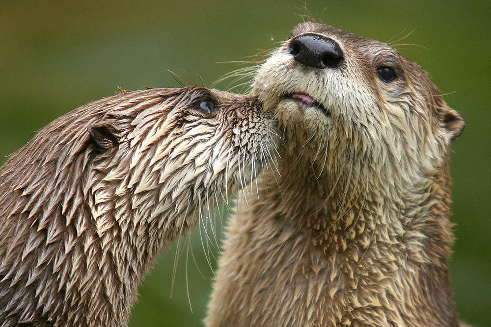 two North American River Otters