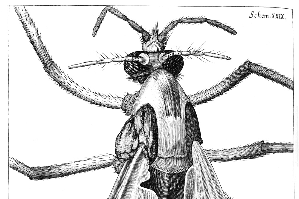 line drawing of a fly