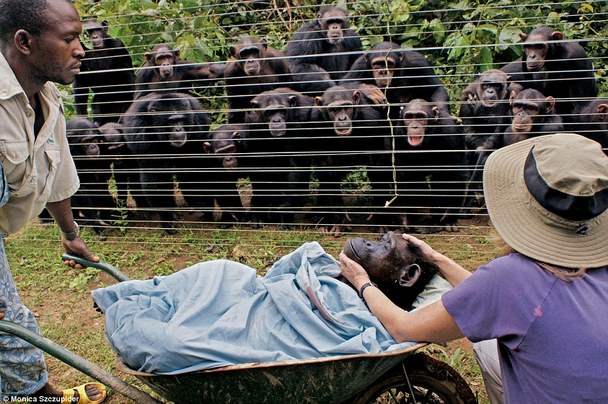 chimpanzees mourn the death of a tribe member